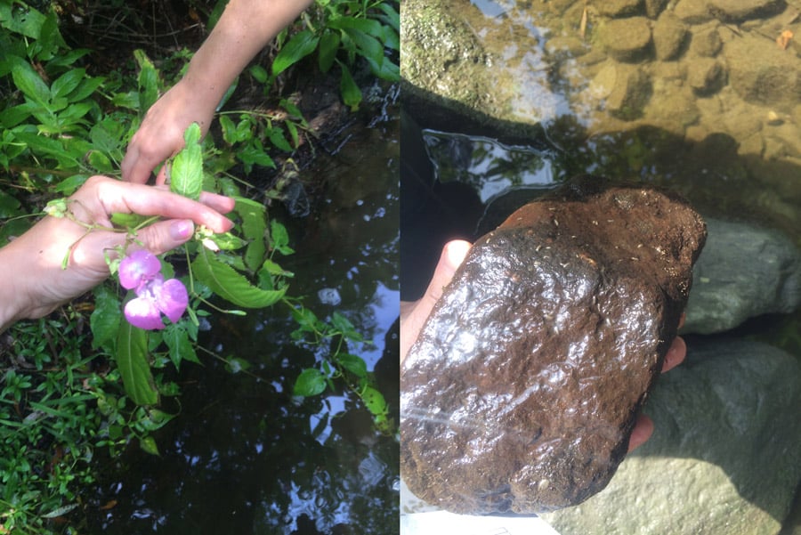 Left: One of the invasive species they have been focusing on this year. Right: You can begin to get a sense of a stream's health by looking under rocks. The more variety, the better. In this case, there was only a single type of highly successful bug suggesting that water quality might not be perfect.