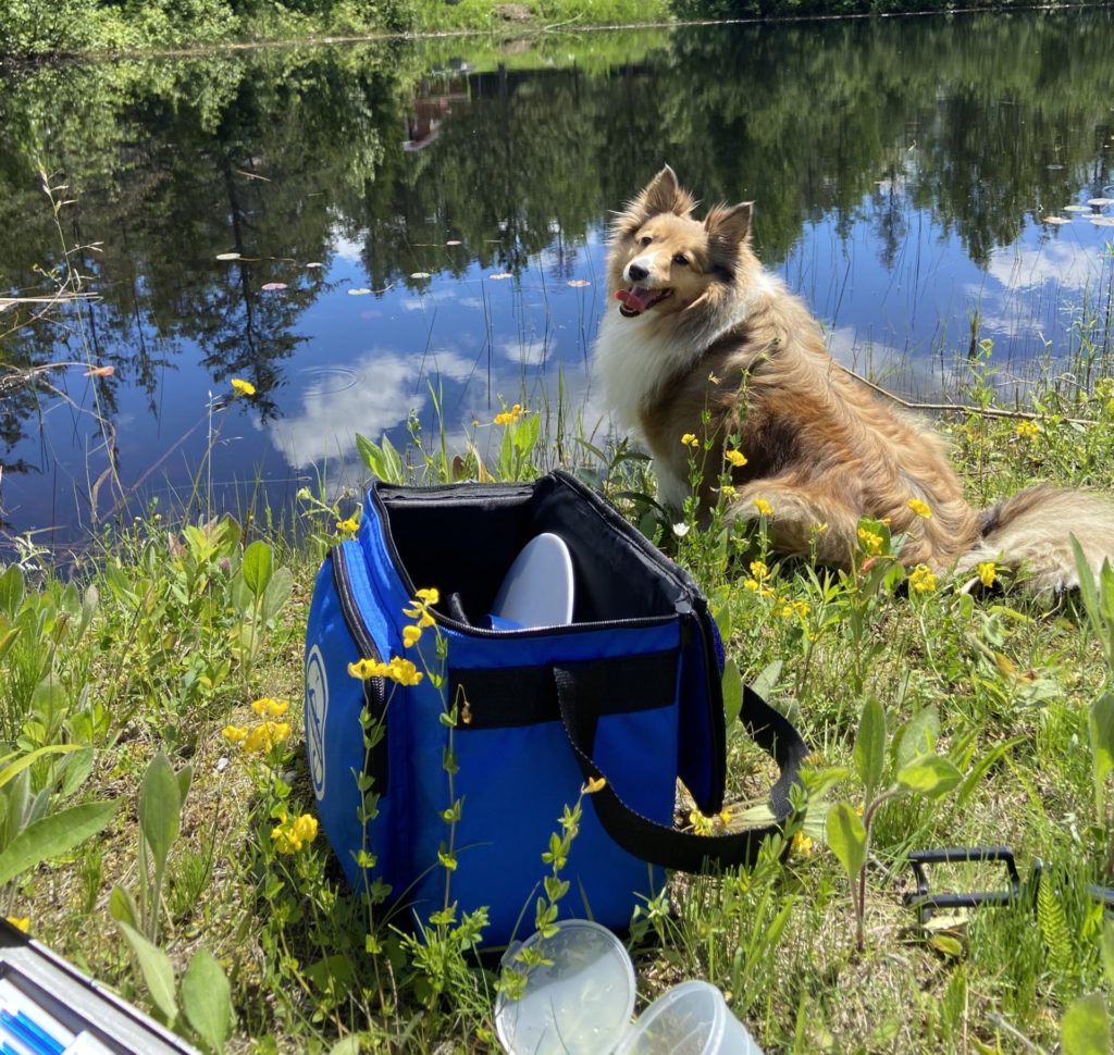 Emelia's dog, Autumn, posing with her water testing kit in front of a body of water. 