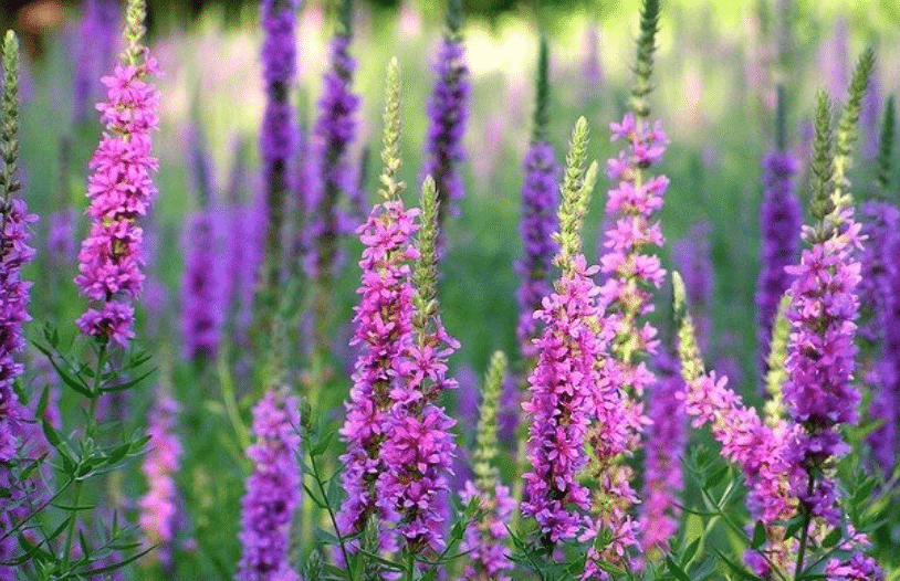Purple Loosestrife- one of the less serious invasive species
