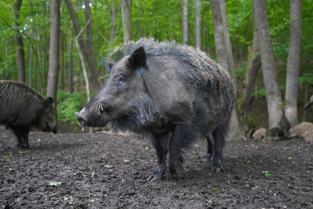 Wild boars- an invasive species found in Saskatchewan