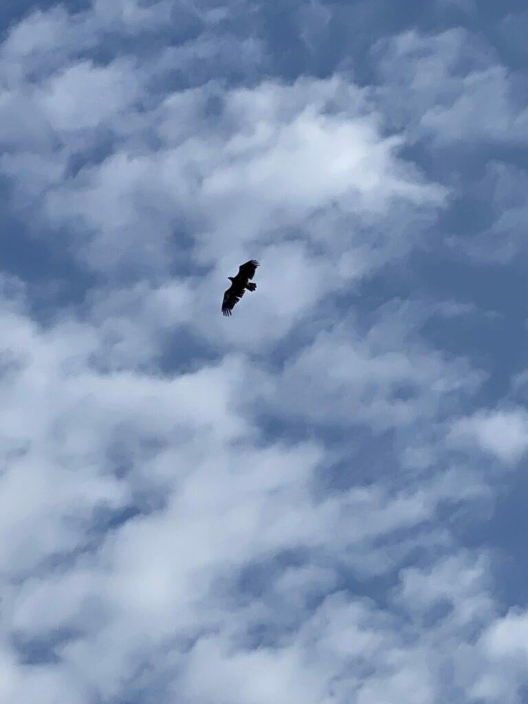 A golden eagle soars through clouds and blue sky. 
