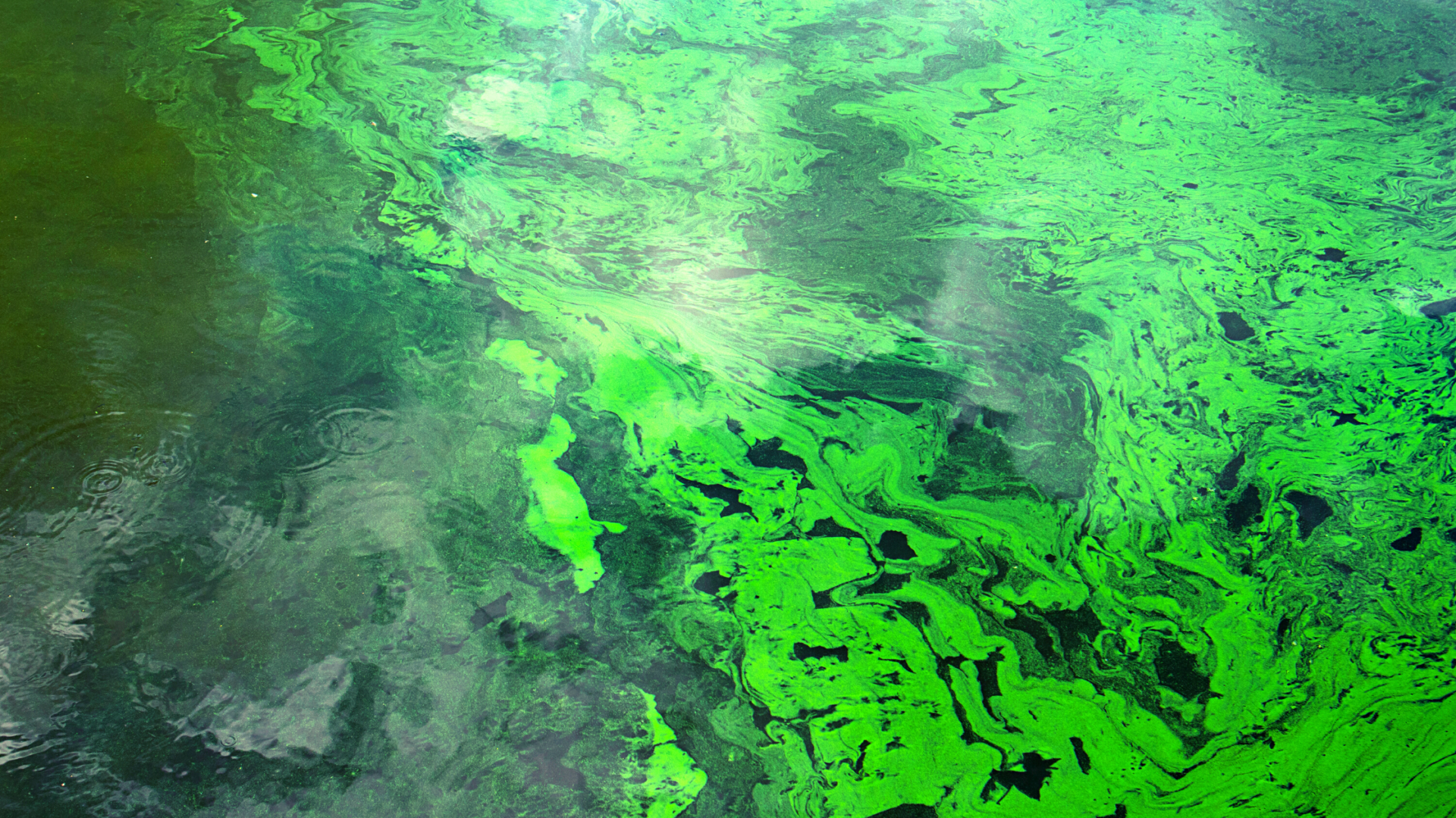 Blue-green algae - Government of Nova Scotia, Canada